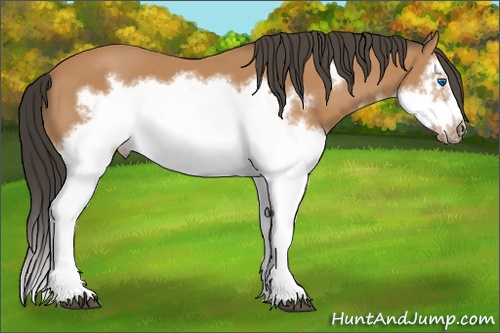 Horse Color: Bay Splash Frame 