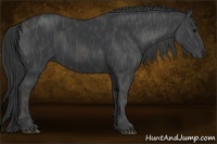 Horse Color:Black  Brindle