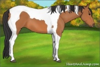 Horse Color:Bay Tobiano 