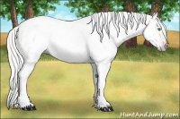 Horse Color:Gray Silver Amber Cream Champagne Roan Dun Splash Tobiano Frame Appaloosa Rabicano 