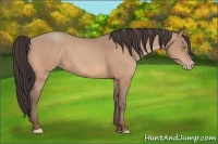 Horse Color:Amber Champagne 
