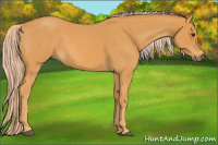 Horse Color:Palomino Roan 
