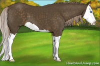 Horse Color:Chocolate Palomino Splash