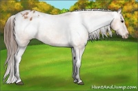 Horse Color:Bay Appaloosa 