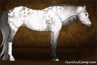 Horse Color:Gray Bay Near Leopard 