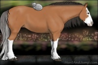 Horse Color:Bay Splash 