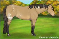 Horse Color:White Spotted Buckskin 