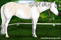 Horse Color:White Spotted Cremello 
