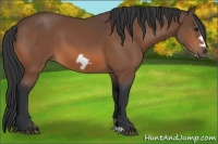 Horse Color:Bay Frame 