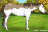 Horse Color:Classic Champagne Splash 