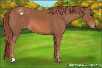 Horse Color:Liver Chestnut Appaloosa 