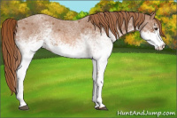 Horse Color:White Spotted Red Roan 