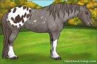 Horse Color:Liver Chestnut Appaloosa 