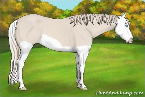 Horse Color: Smoky Creme Splash 