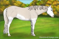 Horse Color:Smoky Creme Splash 