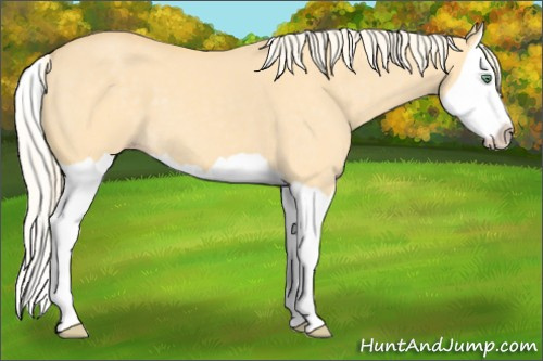 Horse Color: Gold Cream Champagne Dun Splash 