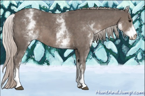 Horse Color: White Spotted Silver Black Sabino 