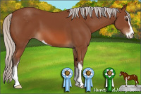 Horse Color:Silver Bay Sabino 