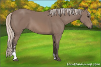Horse Color:Silver Black Sabino 