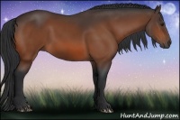 Horse Color:Bay 