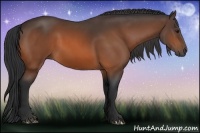 Horse Color:Bay 