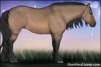 Horse Color:Bay Dun
