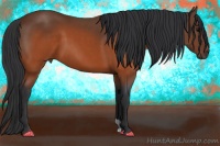 Horse Color:Brown 