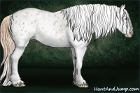 Horse Color:White Spotted Gold Champagne Appaloosa