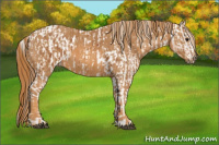 Horse Color:Bay Splash Tobiano Blanket  Brindle