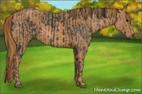 Horse Color:Black  Brindle