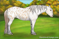 Horse Color:Bay Dun Appaloosa 