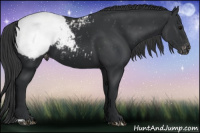 Horse Color:Brown Appaloosa 
