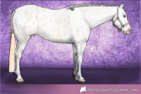 Horse Color:Gold Champagne Roan Dun Splash Tobiano Frame Appaloosa Rabicano 