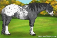 Horse Color:White Spotted Blue Roan Splash Frame Appaloosa 