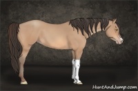 Horse Color:Amber Champagne 