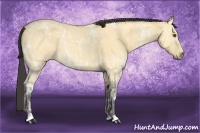Horse Color:Buckskin Ice Roan Dun 