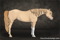 Horse Color:Gold Champagne 