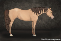 Horse Color:Amber Champagne 