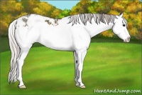 Horse Color:Silver Black Sabino Splash