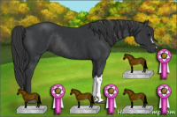 Horse Color:Black Rabicano