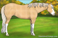 Horse Color:Plaid Gold Cream Champagne Splash