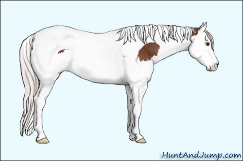 Horse Color: Unknown 
