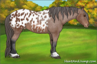 Horse Color:Bay Appaloosa 