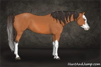 Horse Color:Bay Splash 