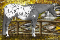 Horse Color:White Spotted Blue Roan Splash Frame Appaloosa 