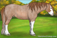 Horse Color:Red Roan Splash 