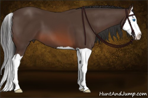 Horse Color: Brown Splash 