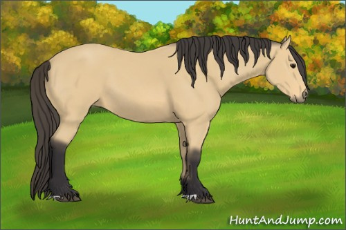 Horse Color: Buckskin 