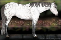 Horse Color:Gray Bay Near Leopard 
