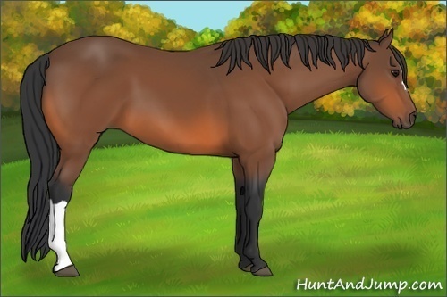 Horse Color: Bay 